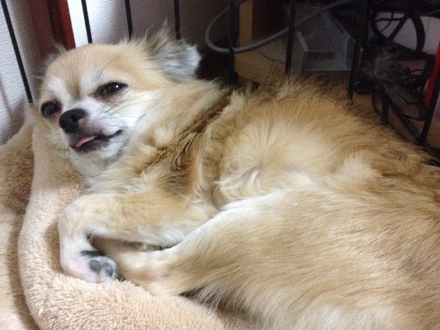 寝てる時は舌を出すのが癖ですね 犬 チワワ の紹介